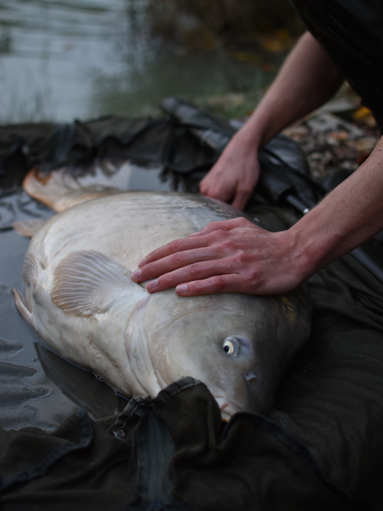 Enzym Boilies sind durch die fermentierten, enzymatisch aufgeschlossenen Zutaten ganzjährig hochattraktiv für Karpfen.