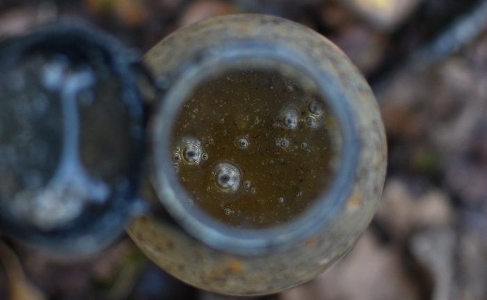 Ein Insekten Liquid aus natürlichen Zutaten - für schnelle Bisse und große Karpfen!